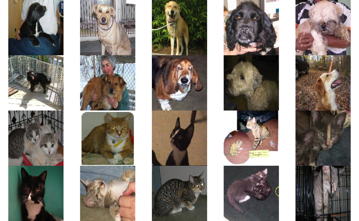 A sample of 20 random images from the dog vs. cat training dataset.