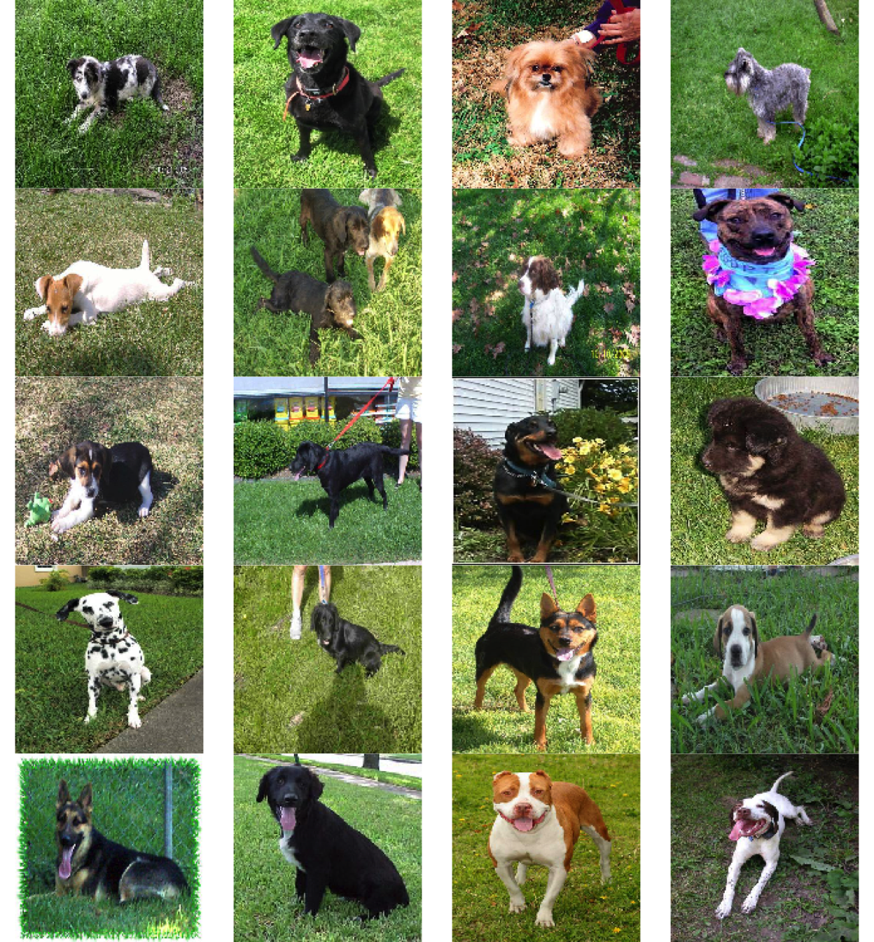 The 20 images in the training dataset with the highest activations for neuron 3 in layer 6. This neuron seems to be sensitive to the presence of grass in an image (which happens to be correlated with whether a dog is present).