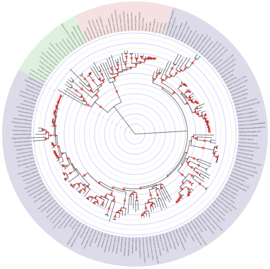 An evolutionary tree, from the Interactive Tree of Life.